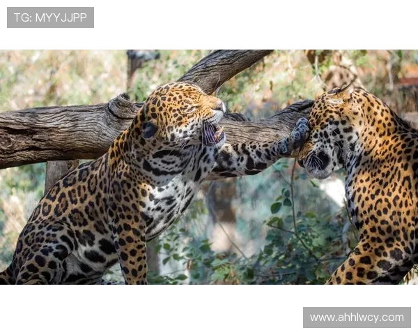 美洲虎与墨西哥美洲的巅峰对决精彩纷呈谁能笑到最后